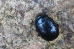 Blauer Wegerich-Blattk�fer (Chrysolina haemoptera)