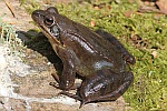 Springfrosch (Rana dalmatina)