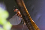 Eintagsfliege (Familie baetidae)