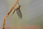 Eintagsfliege (Familie baetidae)