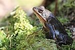 Springfrosch (Rana dalmatina)