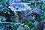 Kaffeebrauner Gabeltrichterling (Pseudoclitocybe cyathiformis)