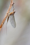 Eintagsfliege (Familie baetidae)