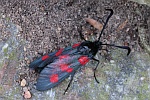Sumpfhornklee-Widderchen (Zygaena trifolii)