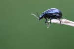 Blauer Wegerich-Blattk�fer (Chrysolina haemoptera)