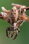 Rindenspringspinne (Marpissa muscosa)