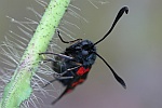 Sumpfhornklee-Widderchen (Zygaena trifolii)