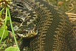 Kreuzotter (Vipera berus)