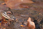 Springfrosch (Rana dalmatina)