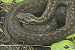 Kreuzotter (Vipera berus)