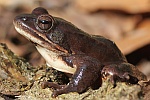 Springfrosch (Rana dalmatina)