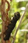 Mittlerer Weinschwrmer (Deilephila elpenor)