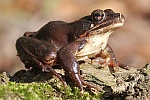 Springfrosch (Rana dalmatina)