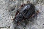 Erdbeerwurzelr�sselk�fer (Otiorhynchus ovatus)