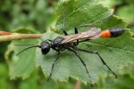 Sandwespe (Ammophila sabulosa)