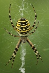 Wespenspinne (Argiope bruennichi)