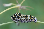 Schwalbenschwanz (Papilio machaon) - Raupe