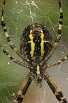 Wespenspinne (Argiope bruennichi)