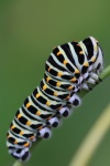 Schwalbenschwanz (Papilio machaon) - Raupe