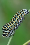 Schwalbenschwanz (Papilio machaon) - Raupe