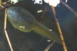 Knoblauchkrte (Pelobates fuscus)