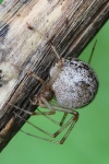 Gew�chshaus-Mondspinne (Parasteatoda tepidariorum) - Weibchen
