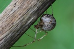 Gew�chshaus-Mondspinne (Parasteatoda tepidariorum)
