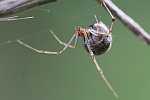 Gew�chshaus-Mondspinne (Parasteatoda tepidariorum) - Weibchen