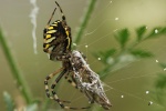 Wespenspinne (Argiope bruennichi)