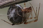 Gew�chshaus-Mondspinne (Parasteatoda tepidariorum) - Weibchen