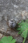 Gew�chshaus-Mondspinne (Parasteatoda tepidariorum) - Weibchen