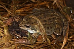 Moorfrosch (Rana arvalis)