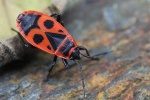 Feuerwanze (Pyrrhocoris apterus)