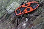 Feuerwanze (Pyrrhocoris apterus)