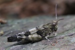 Blaufl�gelige �dlandschrecke (Oedipoda caerulescens)
