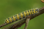 Mondvogel (Phalera bucephala)