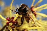 Mistbiene (Eristalis tenax)