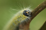 Mondvogel (Phalera bucephala)