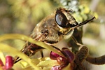 Mistbiene (Eristalis tenax)