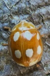 Licht-Marienk�fer (Calvia decemguttata)