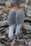 Hasenpfote (Coprinus lagopus)