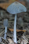 Hasenpfote (Coprinus lagopus)