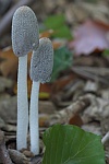 Hasenpfote (Coprinus lagopus)