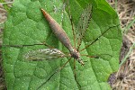 Wiesenschnake (Tipula paludosa)