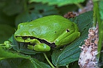 Laubfrosch (Hyla arborea)