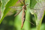 Wiesenschnake (Tipula paludosa)