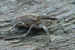 Groer Lupinenblattrandkfer (Sitona gressorius)