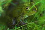 Kleiner Wasserfrosch (Rana lessonae)