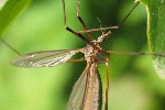 Wiesenschnake (Tipula paludosa)