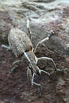 Groer Lupinenblattrandkfer (Sitona gressorius)